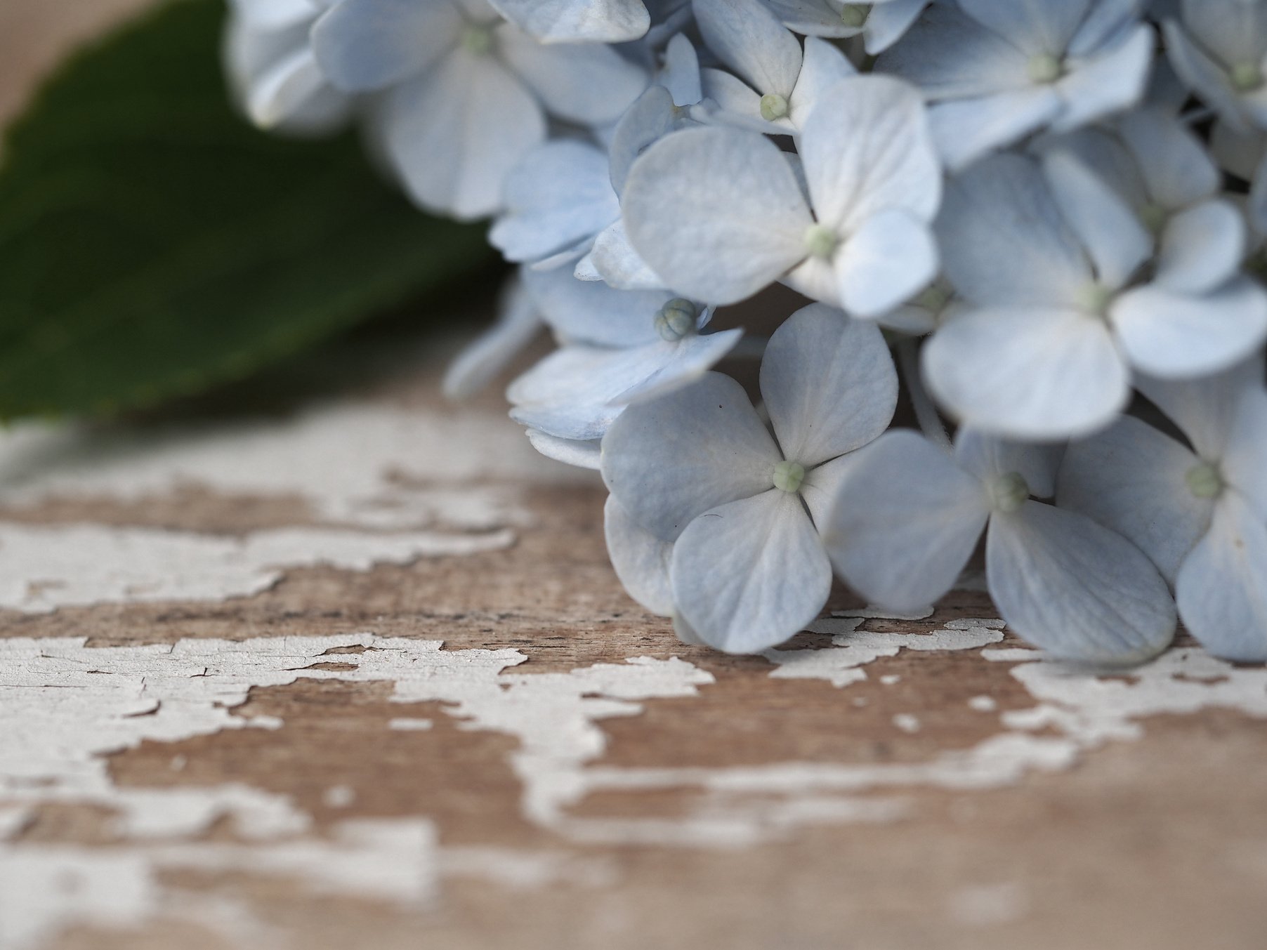 Shabby Chic Hydrangea